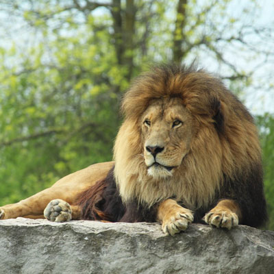 African Lion Safari